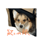 こんぶの疑念（個別スタンプ：4）