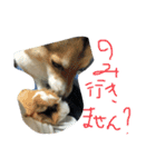 こんぶの疑念（個別スタンプ：6）