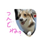こんぶの疑念（個別スタンプ：7）