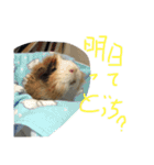 こんぶの疑念（個別スタンプ：10）