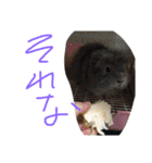 こんぶの疑念（個別スタンプ：14）