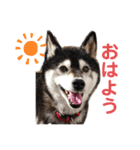 柴犬のらんちゃん2（個別スタンプ：1）