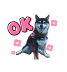 柴犬のらんちゃん2（個別スタンプ：3）