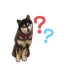 柴犬のらんちゃん2（個別スタンプ：4）