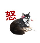 柴犬のらんちゃん2（個別スタンプ：5）