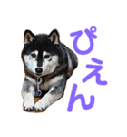 柴犬のらんちゃん2（個別スタンプ：6）