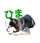 柴犬のらんちゃん2（個別スタンプ：7）