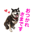 柴犬のらんちゃん2（個別スタンプ：8）