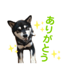 柴犬のらんちゃん2（個別スタンプ：9）