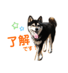 柴犬のらんちゃん2（個別スタンプ：10）