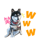 柴犬のらんちゃん2（個別スタンプ：11）