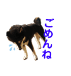 柴犬のらんちゃん2（個別スタンプ：12）