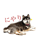 柴犬のらんちゃん2（個別スタンプ：13）