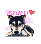 柴犬のらんちゃん2（個別スタンプ：15）
