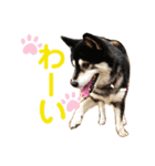柴犬のらんちゃん2（個別スタンプ：16）