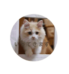 べんけいスタンプ（個別スタンプ：10）