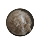 べんけいスタンプ（個別スタンプ：12）
