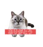 保護猫マロン好日スタンプ5（個別スタンプ：1）