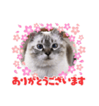 保護猫マロン好日スタンプ5（個別スタンプ：2）