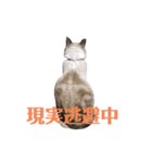 保護猫マロン好日スタンプ5（個別スタンプ：3）