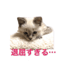 保護猫マロン好日スタンプ5（個別スタンプ：4）