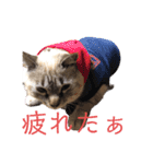 保護猫マロン好日スタンプ5（個別スタンプ：5）