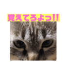 保護猫マロン好日スタンプ5（個別スタンプ：6）