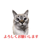 保護猫マロン好日スタンプ5（個別スタンプ：7）