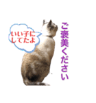 保護猫マロン好日スタンプ5（個別スタンプ：8）