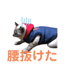 保護猫マロン好日スタンプ5（個別スタンプ：9）
