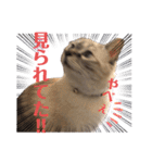 保護猫マロン好日スタンプ5（個別スタンプ：10）