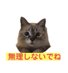 保護猫マロン好日スタンプ5（個別スタンプ：11）