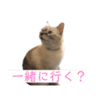 保護猫マロン好日スタンプ5（個別スタンプ：12）