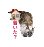 保護猫マロン好日スタンプ5（個別スタンプ：13）