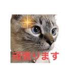 保護猫マロン好日スタンプ5（個別スタンプ：14）
