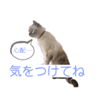 保護猫マロン好日スタンプ5（個別スタンプ：15）