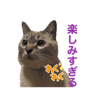 保護猫マロン好日スタンプ5（個別スタンプ：16）