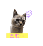 保護猫マロン好日スタンプ5（個別スタンプ：18）