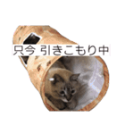 保護猫マロン好日スタンプ5（個別スタンプ：19）