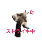 保護猫マロン好日スタンプ5（個別スタンプ：21）