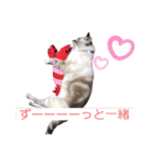 保護猫マロン好日スタンプ5（個別スタンプ：22）