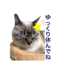 保護猫マロン好日スタンプ5（個別スタンプ：23）