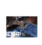 小笠原大輔☆スタンプ第5弾（個別スタンプ：31）