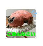 ゆきちゃん宅スタンプ23（個別スタンプ：24）