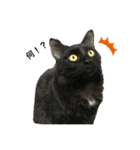 黒猫じゅっちゃん（個別スタンプ：1）