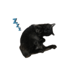 黒猫じゅっちゃん（個別スタンプ：3）