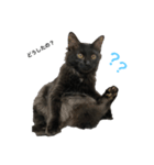 黒猫じゅっちゃん（個別スタンプ：7）