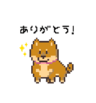 D！Dog！（個別スタンプ：1）