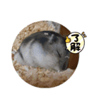 ハム日和兵は壊れた（個別スタンプ：10）