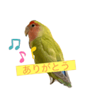 インコの1週間（個別スタンプ：14）